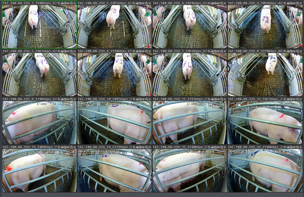 Observation du comportement animal grâce à des caméras 3D.