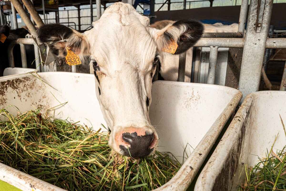 Ration vache_BERTRAND Nicolas_INRAE.jpg